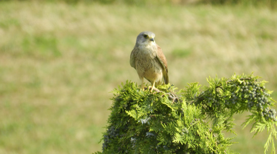 Falke